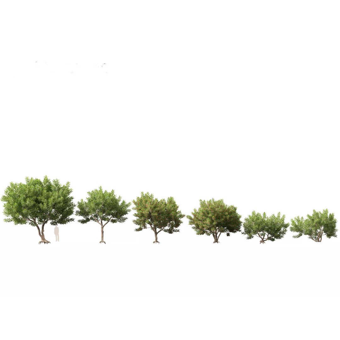 North American Garden Plants 3D Model – High Poly PBR Asset, FBX, Blender - View 27