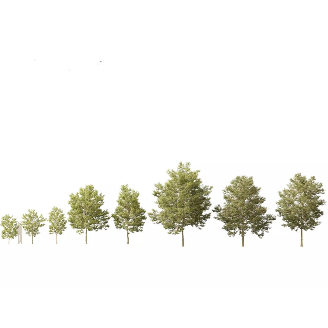 North American Garden Plants 3D Model – High Poly PBR Asset, FBX, Blender - View 3