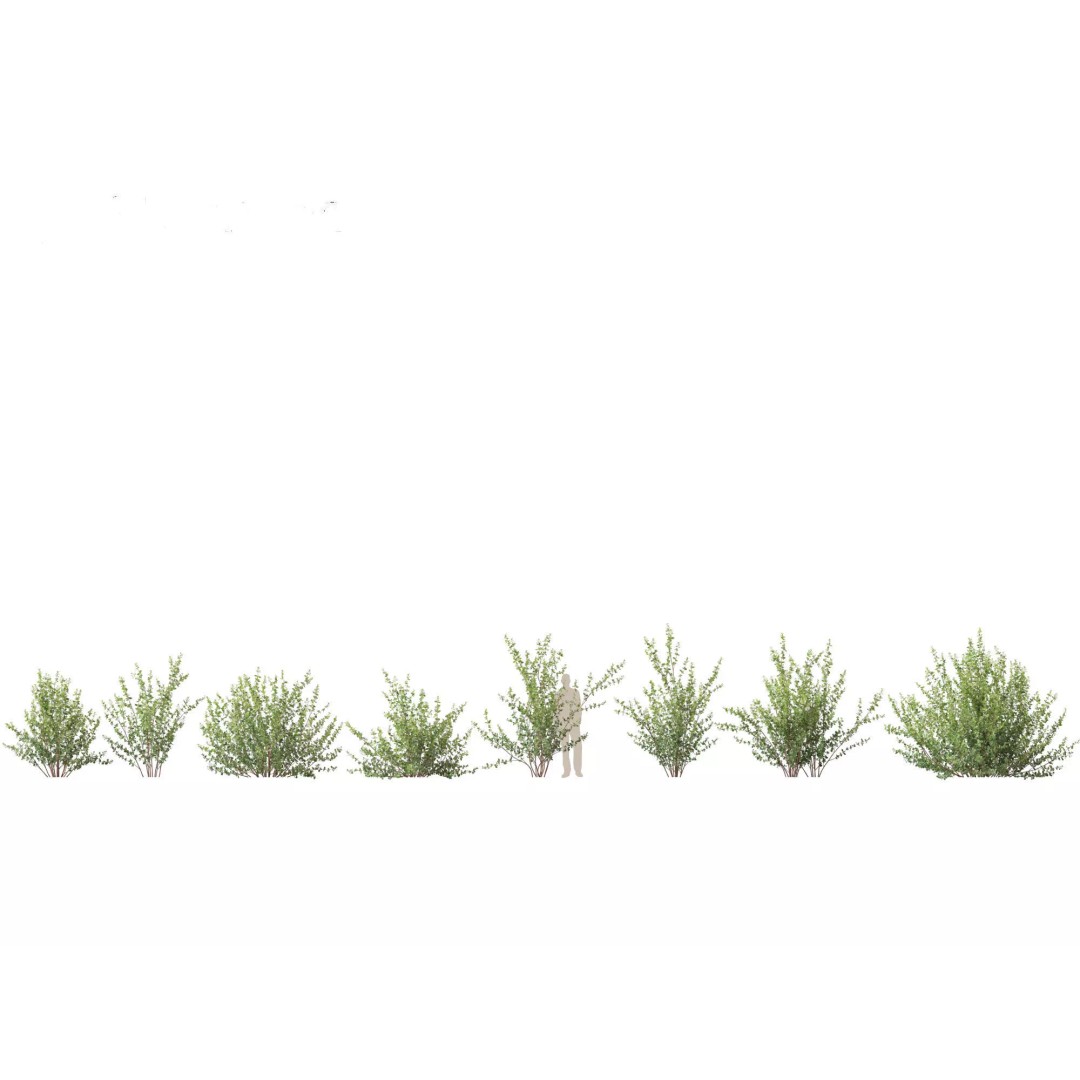 North American Garden Plants 3D Model – High Poly PBR Asset, FBX, Blender - View 9