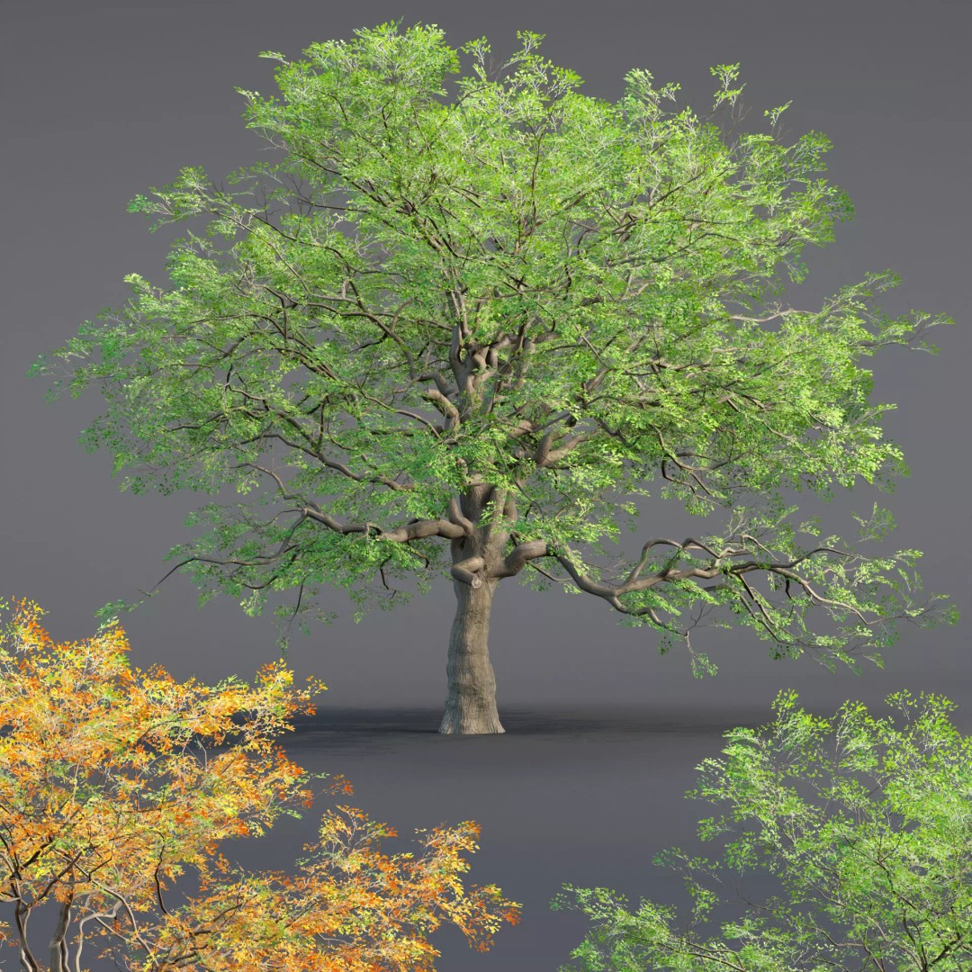 Low Poly Oak Tree 3D Model – Seasonal Variants, PBR Textures, Blender - View 2