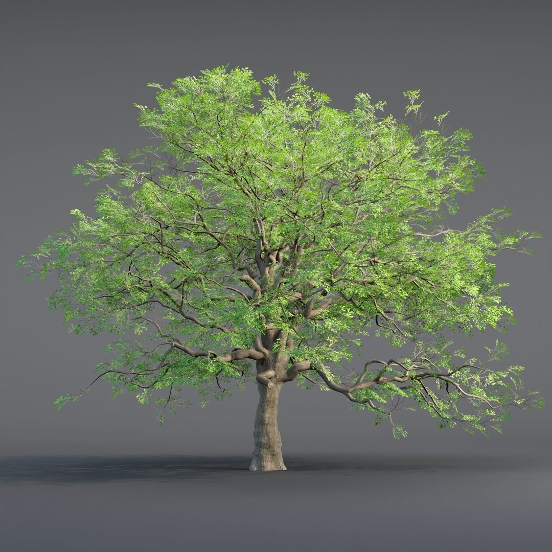 Low Poly Oak Tree 3D Model – Seasonal Variants, PBR Textures, Blender - View 3