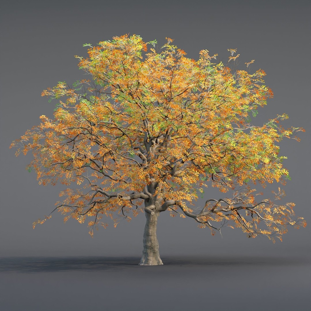 Low Poly Oak Tree 3D Model – Seasonal Variants, PBR Textures, Blender - View 4