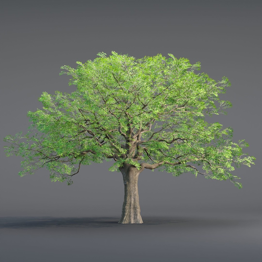 Low Poly Oak Tree 3D Model – Seasonal Variants, PBR Textures, Blender - View 5