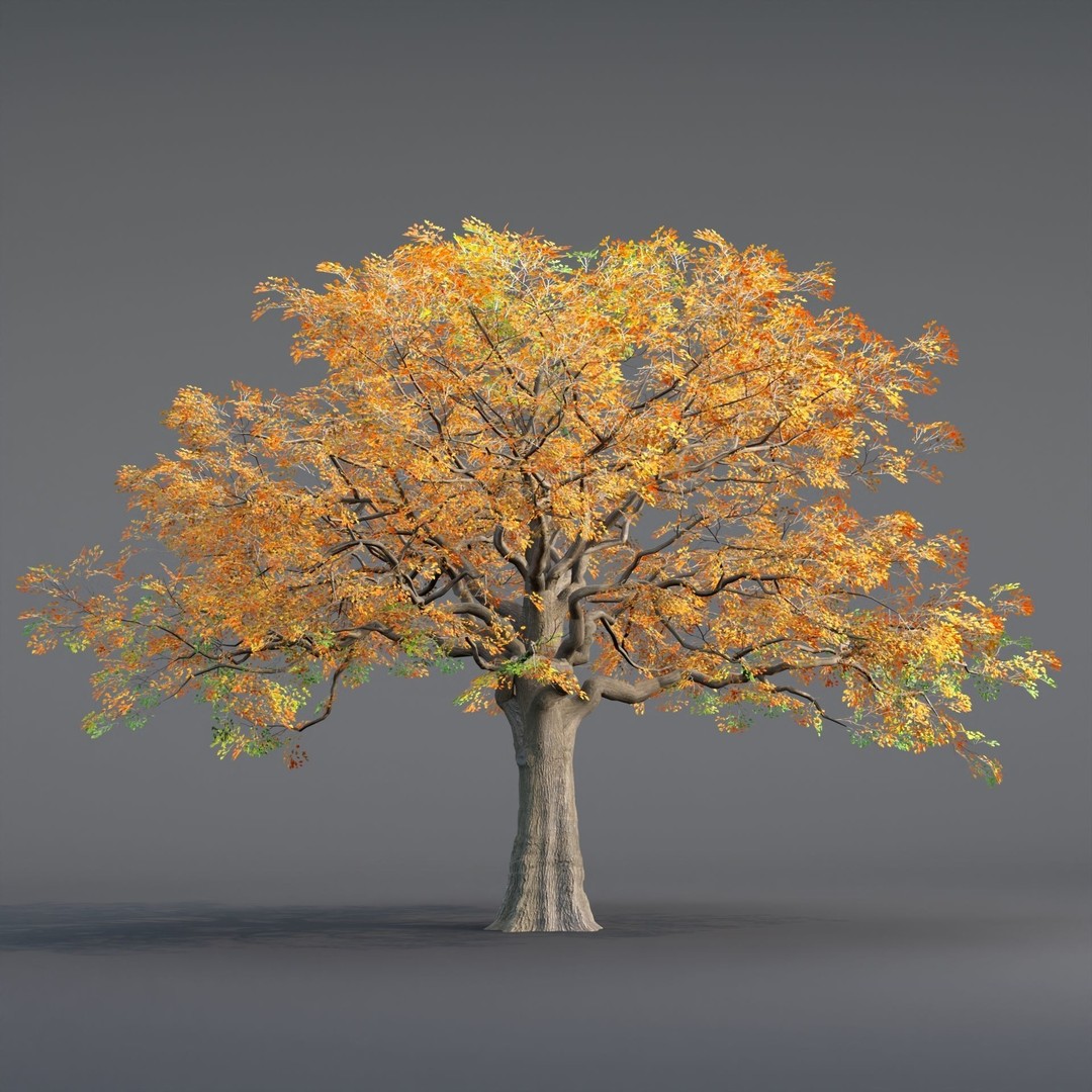 Low Poly Oak Tree 3D Model – Seasonal Variants, PBR Textures, Blender - View 6