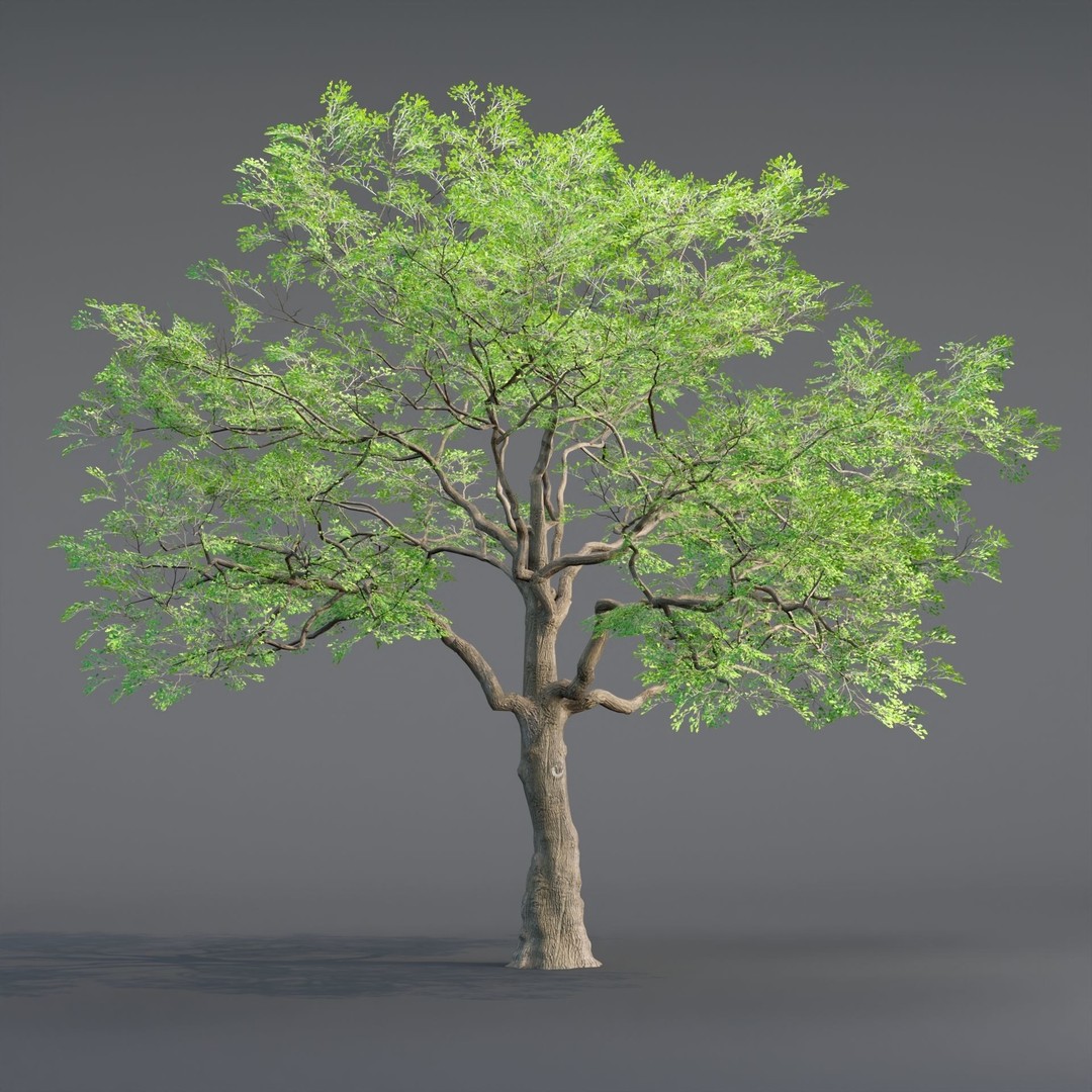 Low Poly Oak Tree 3D Model – Seasonal Variants, PBR Textures, Blender - View 7