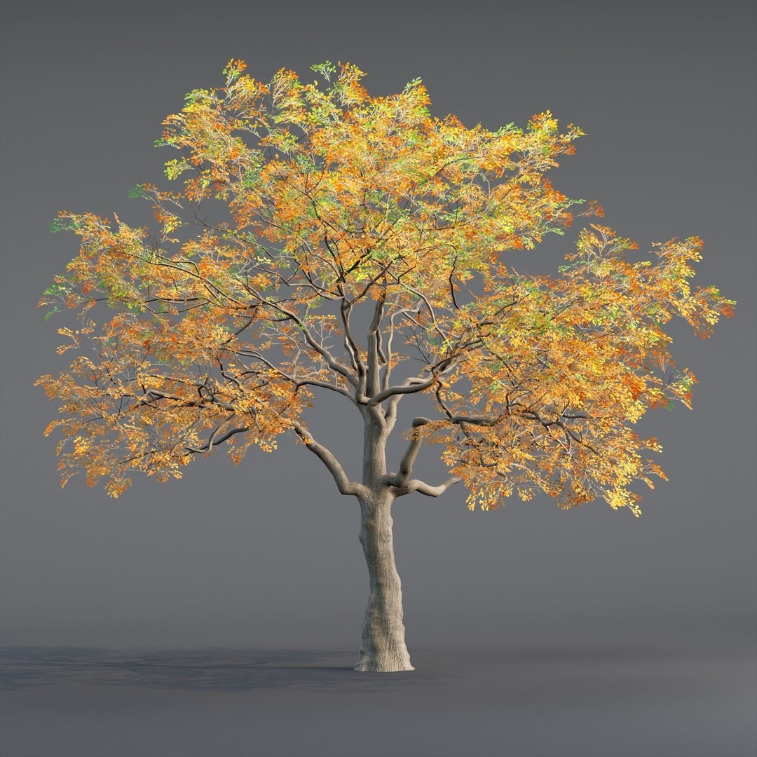 Low Poly Oak Tree 3D Model – Seasonal Variants, PBR Textures, Blender - View 8