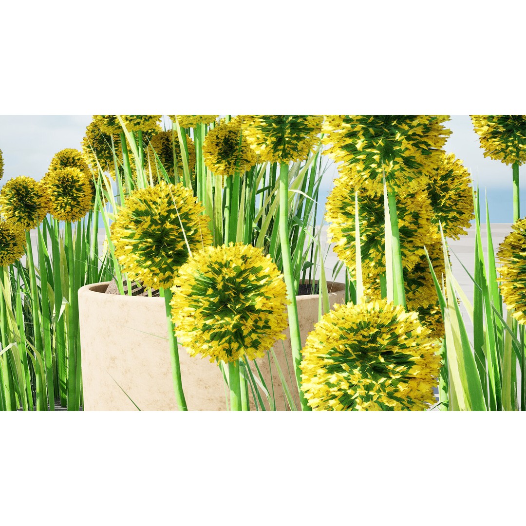 Craspedia Globosa 3D Model – Low Poly Game Asset, PBR Textures - View 10