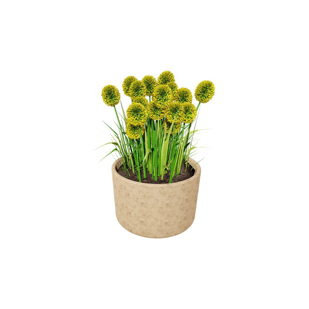 Craspedia Globosa 3D Model – Low Poly Game Asset, PBR Textures - View 3