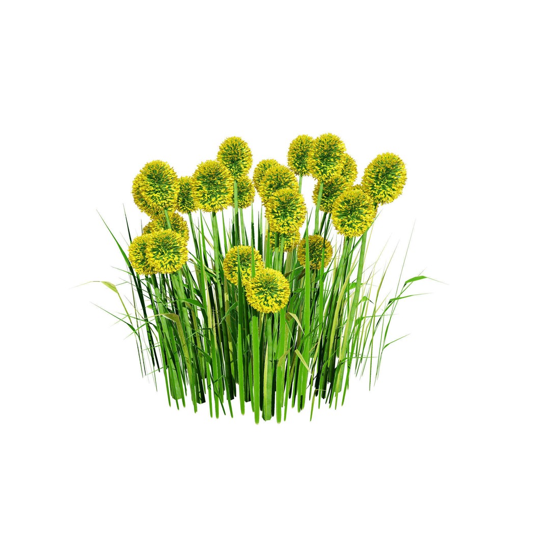 Craspedia Globosa 3D Model – Low Poly Game Asset, PBR Textures - View 5