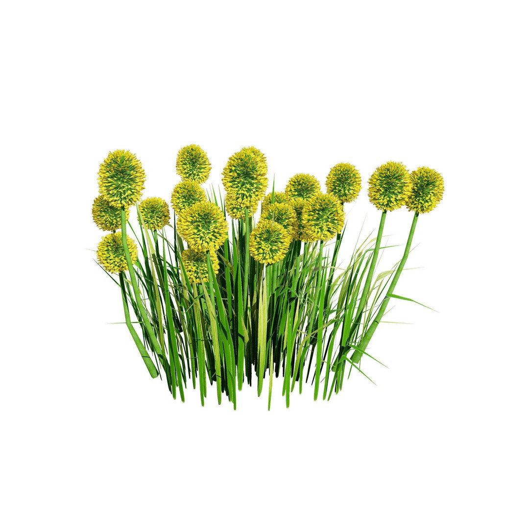 Craspedia Globosa 3D Model – Low Poly Game Asset, PBR Textures - View 7
