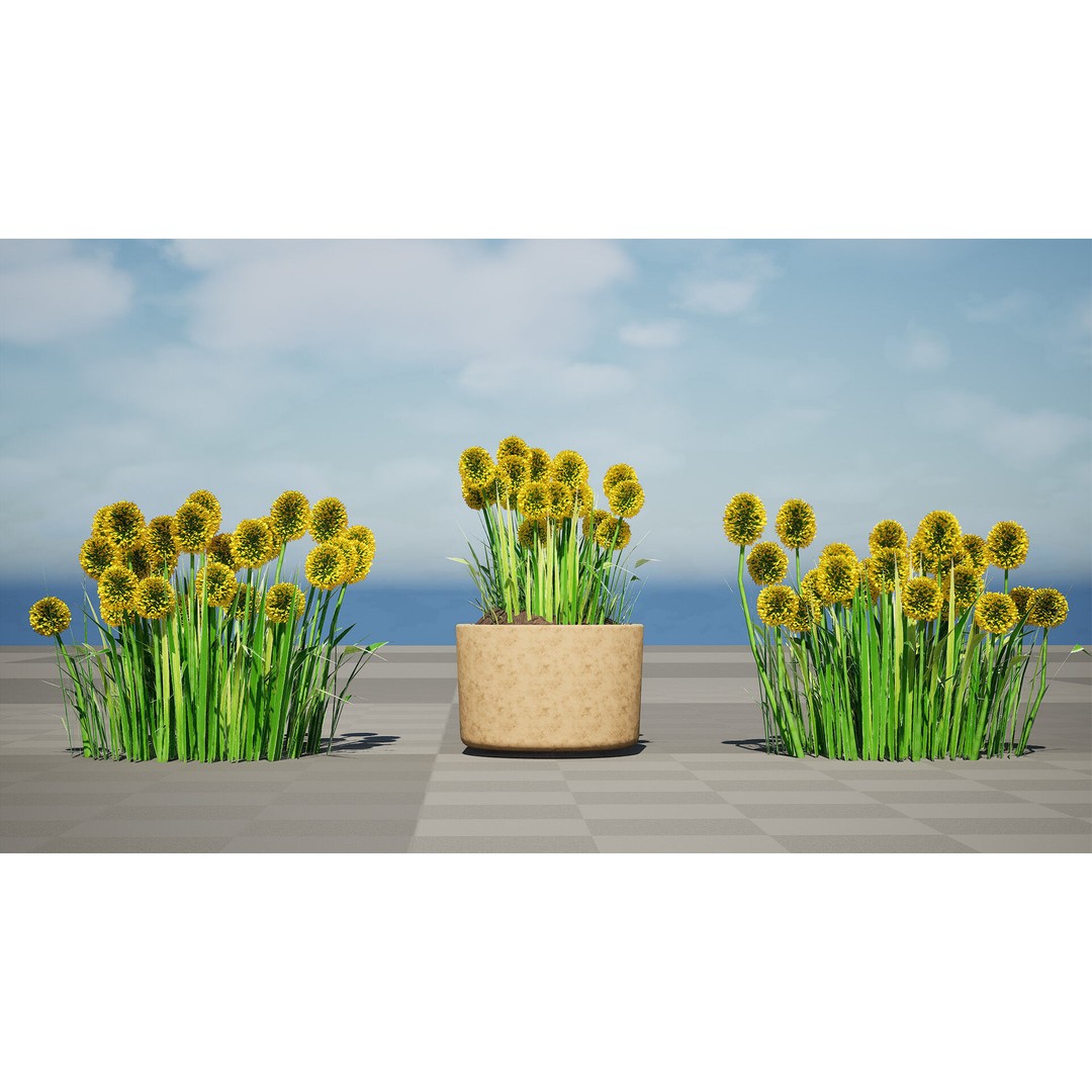 Craspedia Globosa 3D Model – Low Poly Game Asset, PBR Textures - View 8