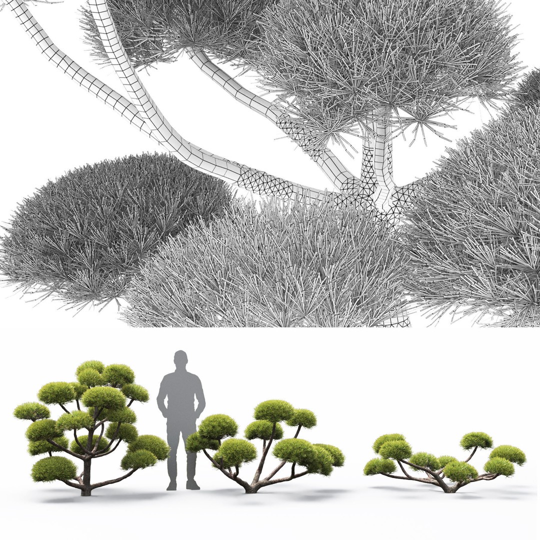 Pinus Nivaki 3D Model – Realistic Conifer Tree with PBR Textures