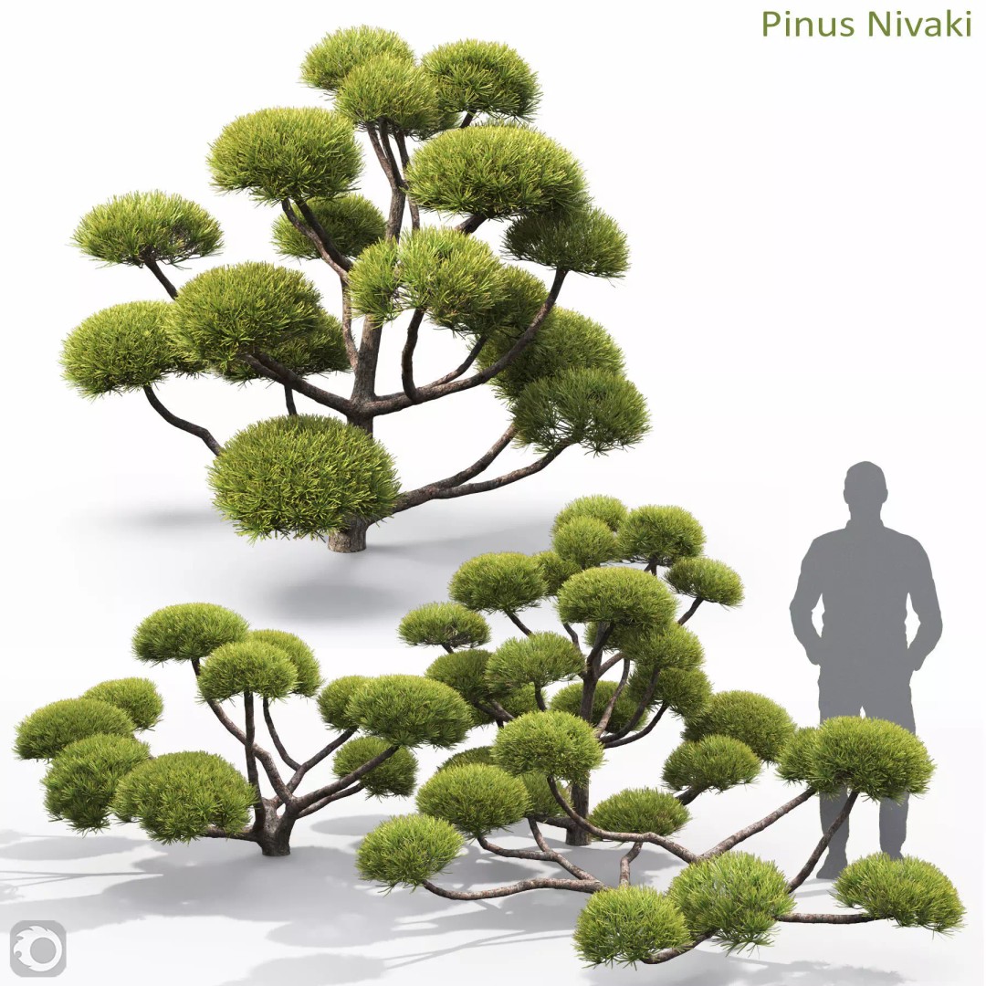 Pinus Nivaki 3D Model – Realistic Conifer Tree with PBR Textures - View 2