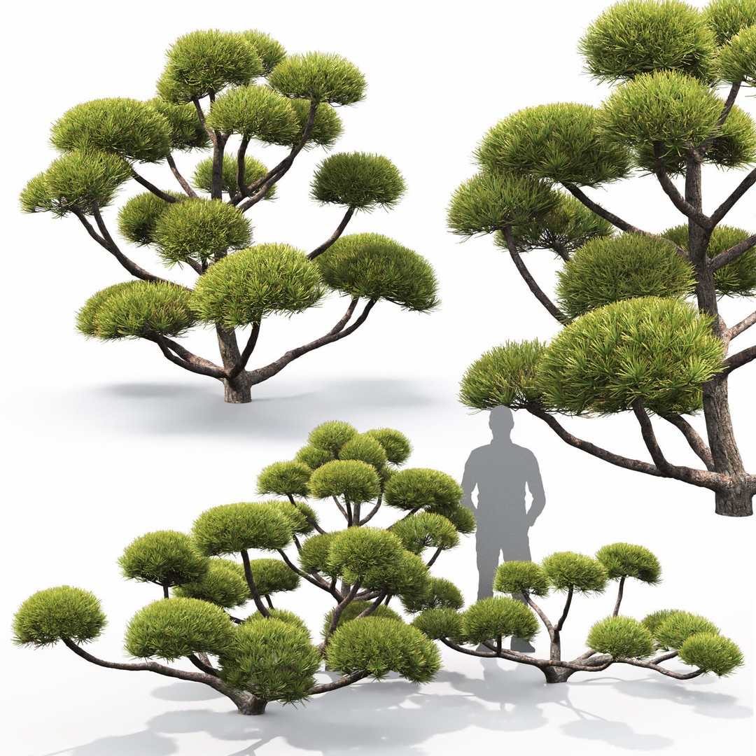 Pinus Nivaki 3D Model – Realistic Conifer Tree with PBR Textures - View 3