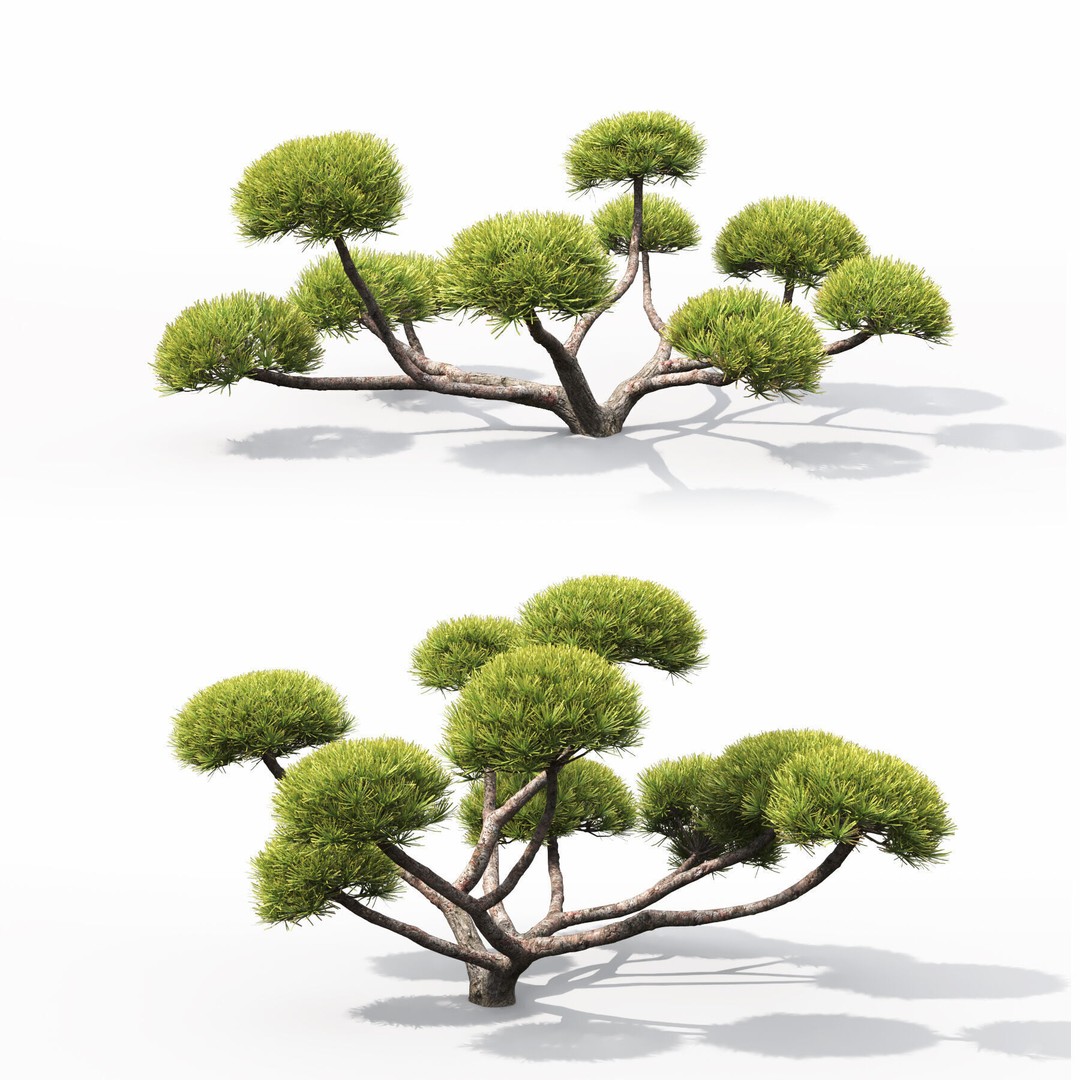 Pinus Nivaki 3D Model – Realistic Conifer Tree with PBR Textures - View 4