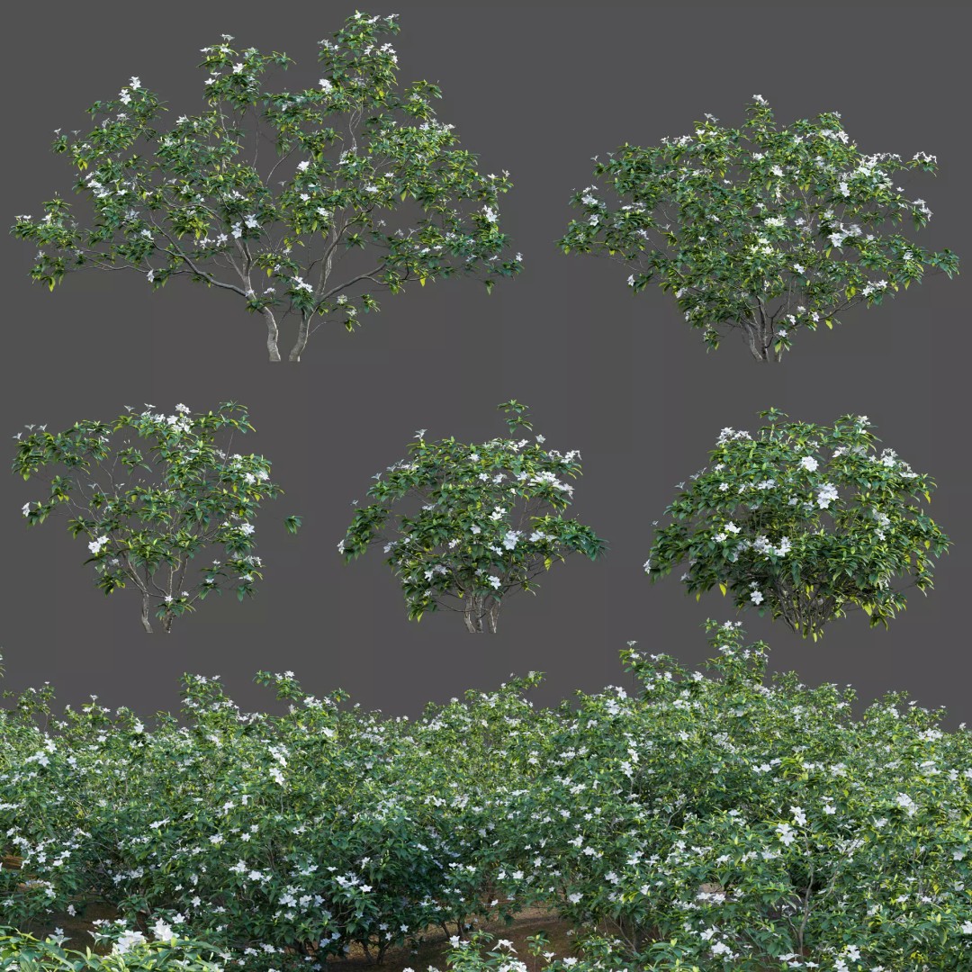 Tabernaemontana Dwarf 3D Model – Low Poly Plant Asset, FBX - View 2
