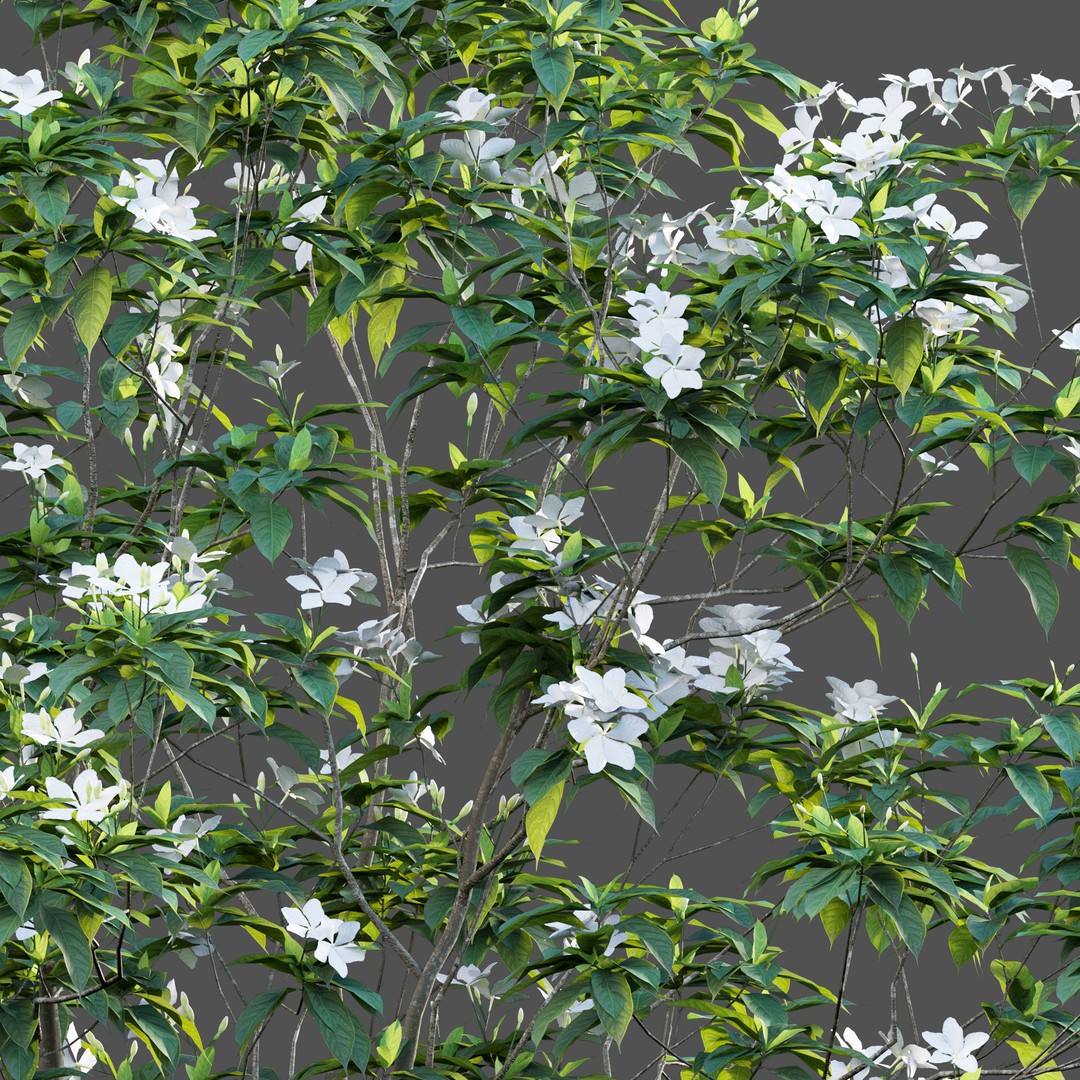 Tabernaemontana Dwarf 3D Model – Low Poly Plant Asset, FBX - View 5