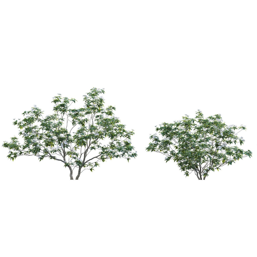 Tabernaemontana Dwarf 3D Model – Low Poly Plant Asset, FBX - View 7