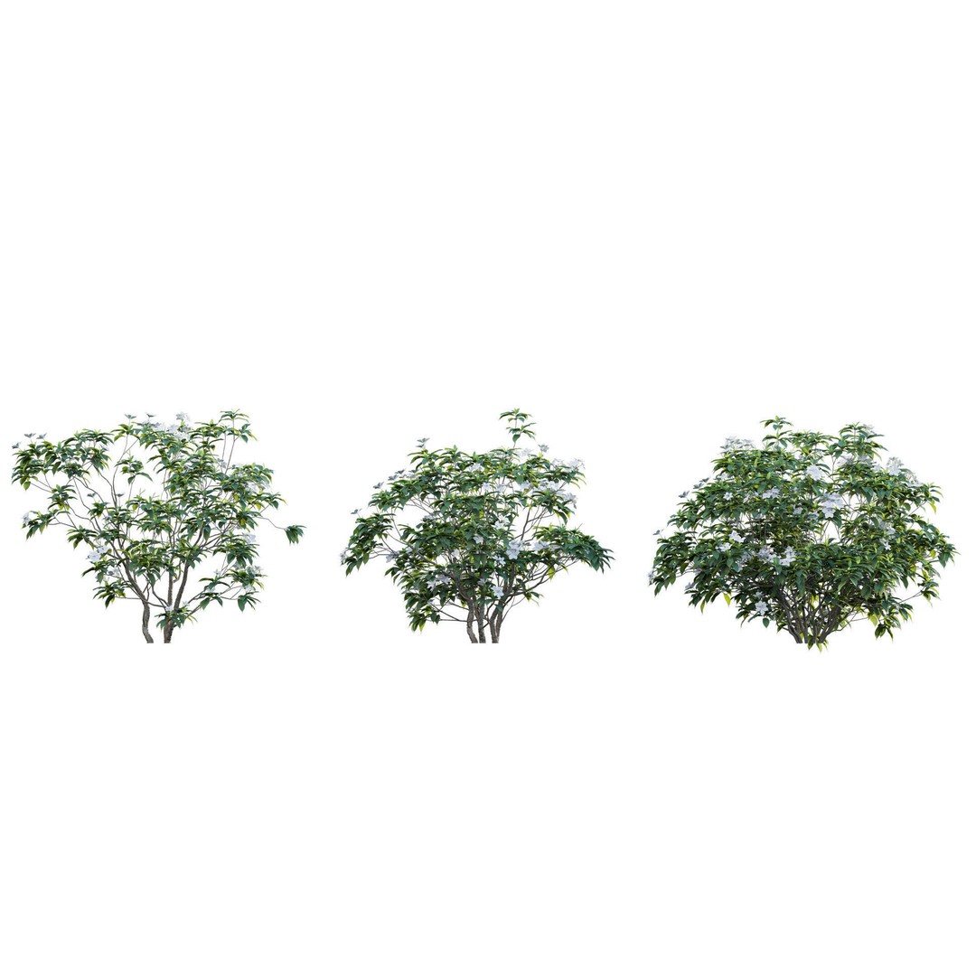 Tabernaemontana Dwarf 3D Model – Low Poly Plant Asset, FBX - View 8