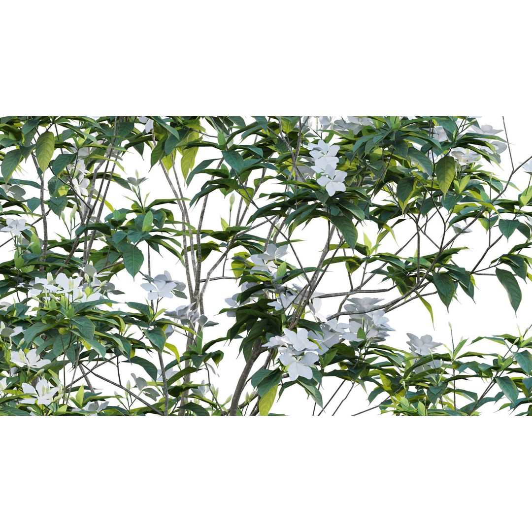 Tabernaemontana Dwarf 3D Model – Low Poly Plant Asset, FBX - View 9