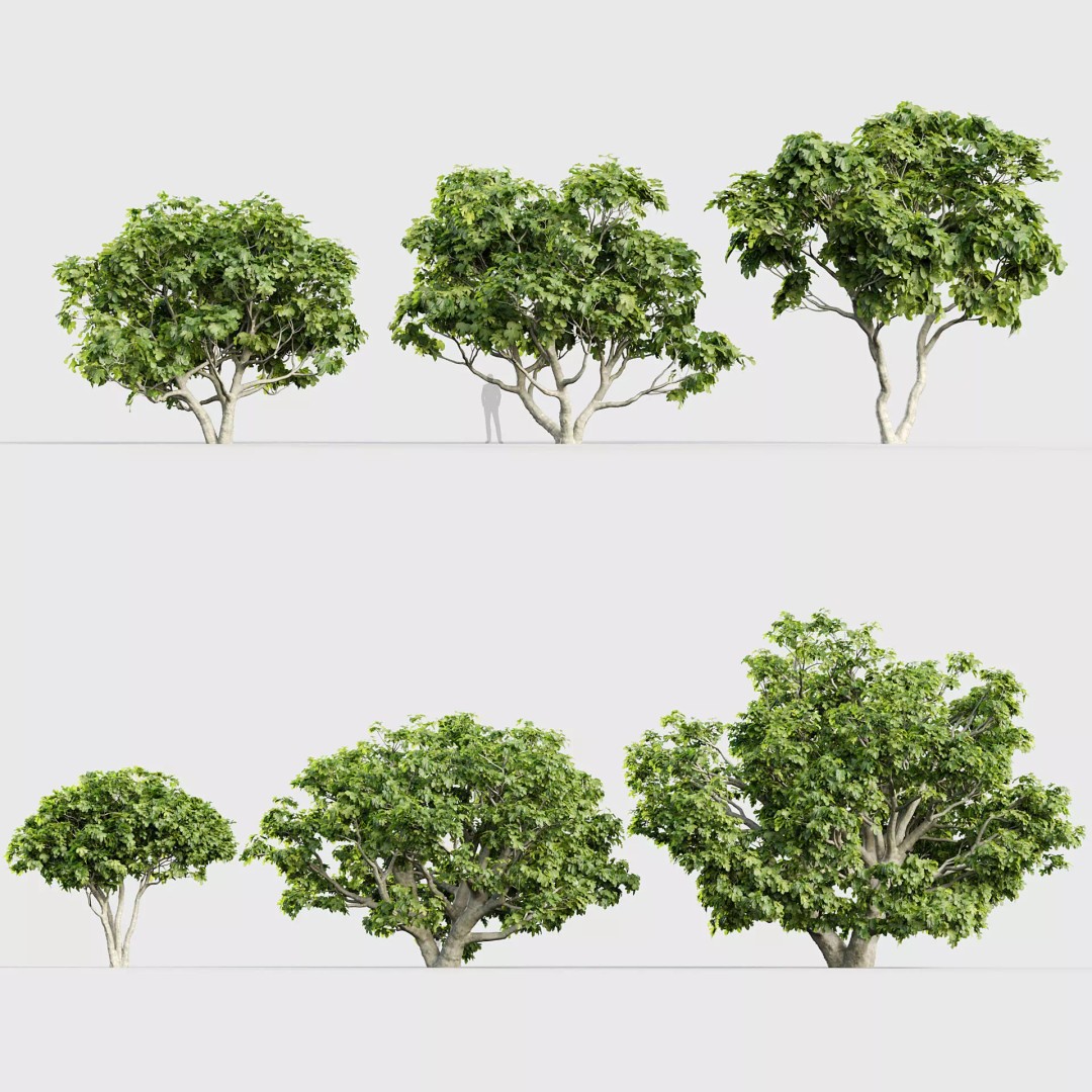 Ficus Carica 3D Model – Realistic Common Fig Plant, FBX & OBJ Formats - View 2