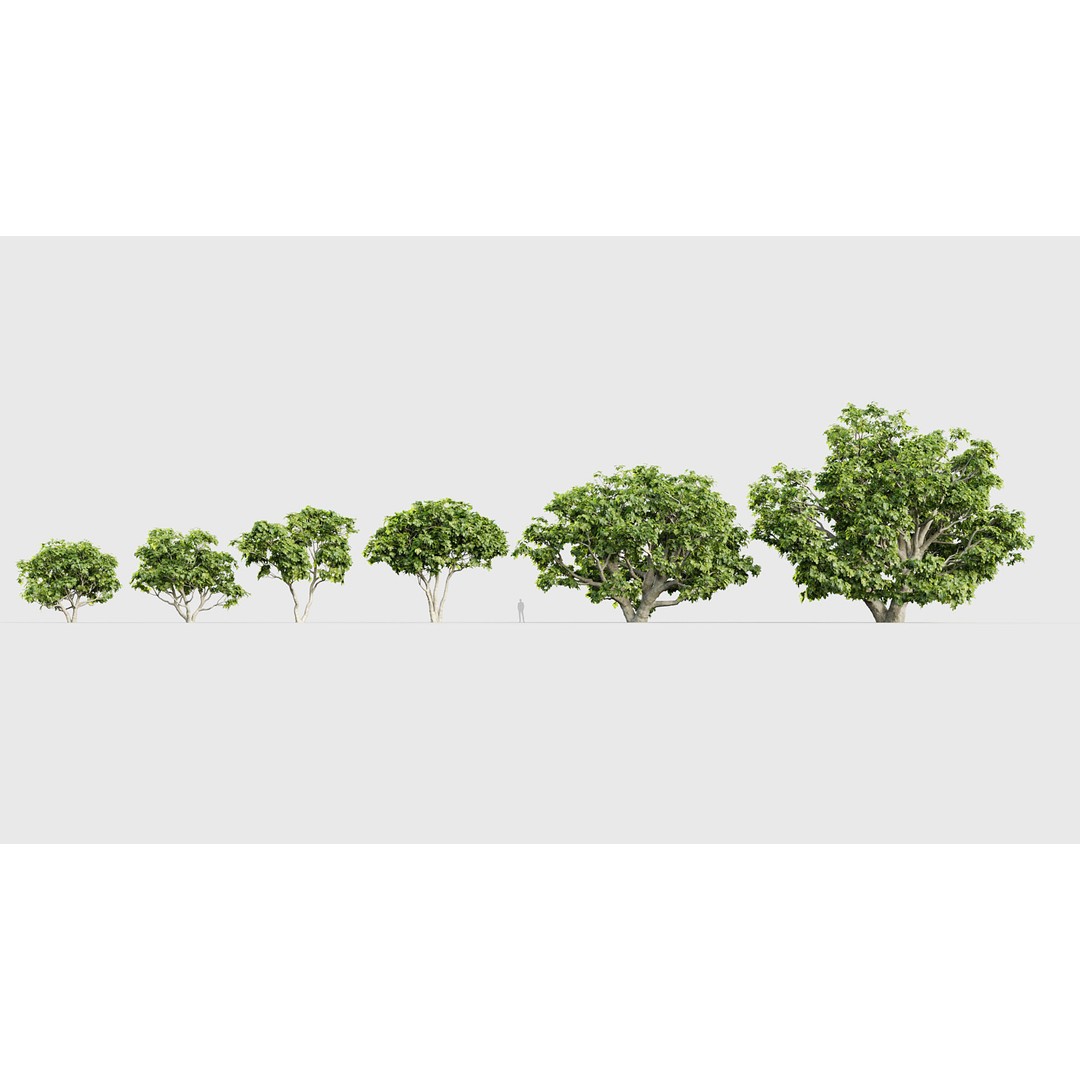 Ficus Carica 3D Model – Realistic Common Fig Plant, FBX & OBJ Formats - View 3