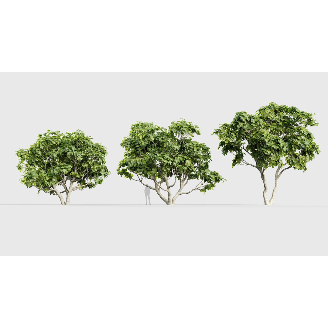 Ficus Carica 3D Model – Realistic Common Fig Plant, FBX & OBJ Formats - View 4