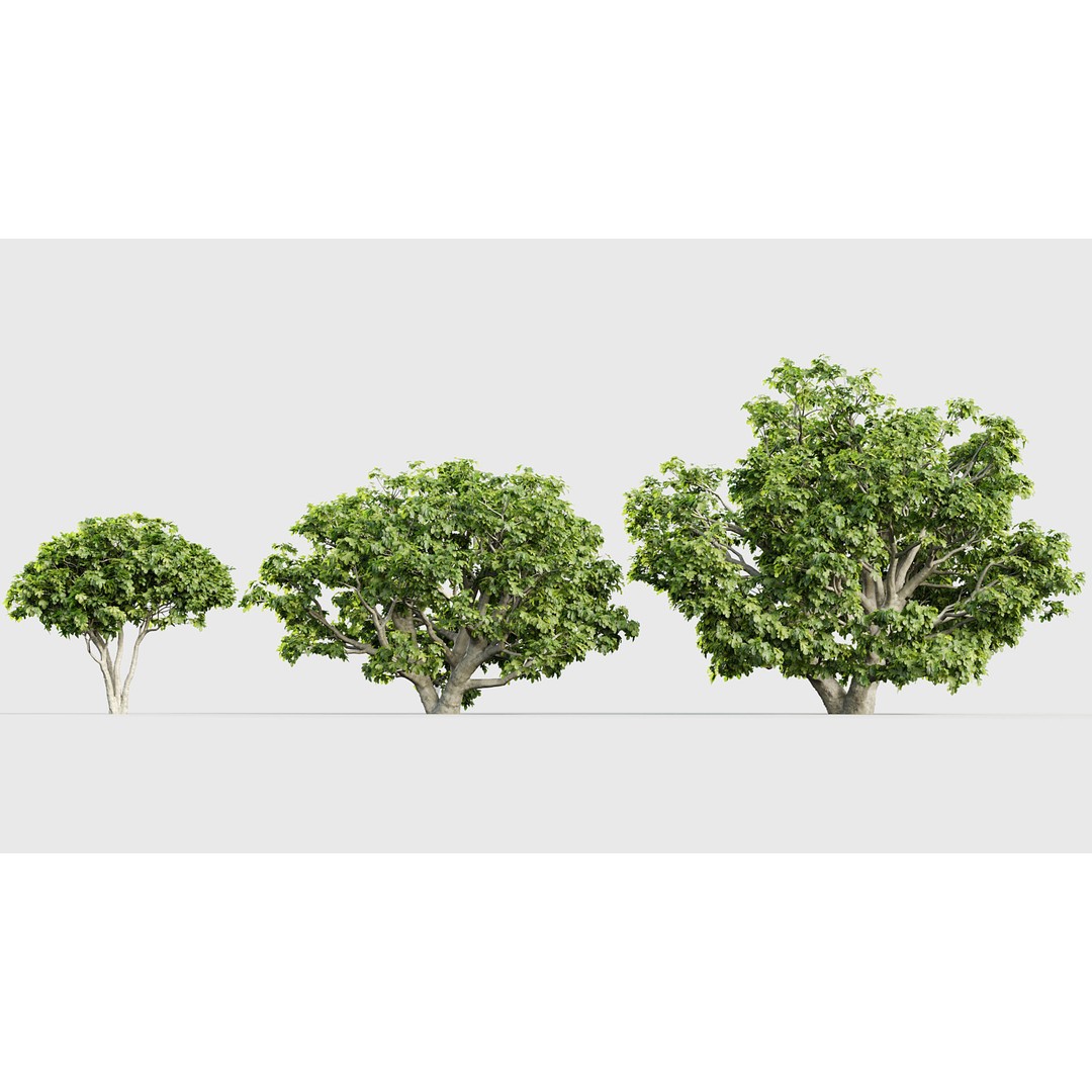 Ficus Carica 3D Model – Realistic Common Fig Plant, FBX & OBJ Formats - View 5