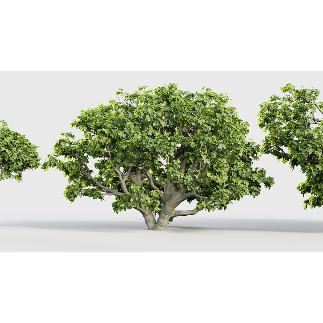 Ficus Carica 3D Model – Realistic Common Fig Plant, FBX & OBJ Formats - View 6