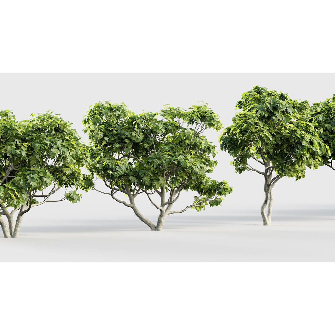 Ficus Carica 3D Model – Realistic Common Fig Plant, FBX & OBJ Formats - View 7
