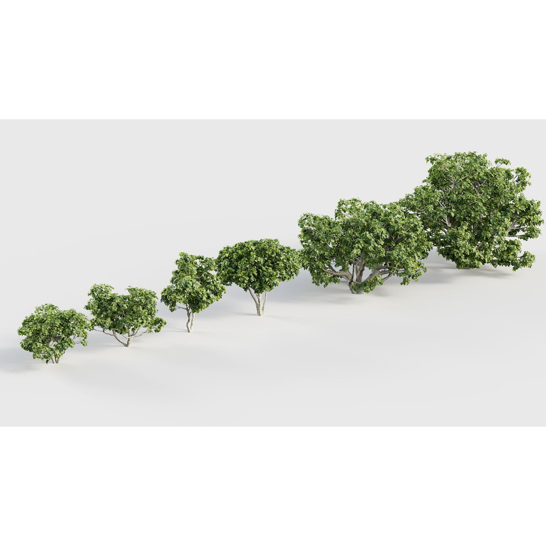 Ficus Carica 3D Model – Realistic Common Fig Plant, FBX & OBJ Formats - View 8