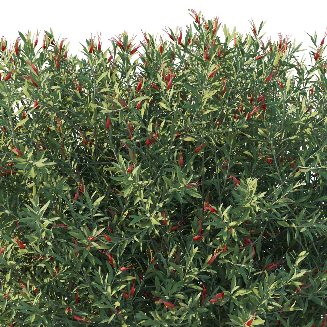 Eremophila Glabra Bush 3D Model – High Poly PBR Asset, FBX