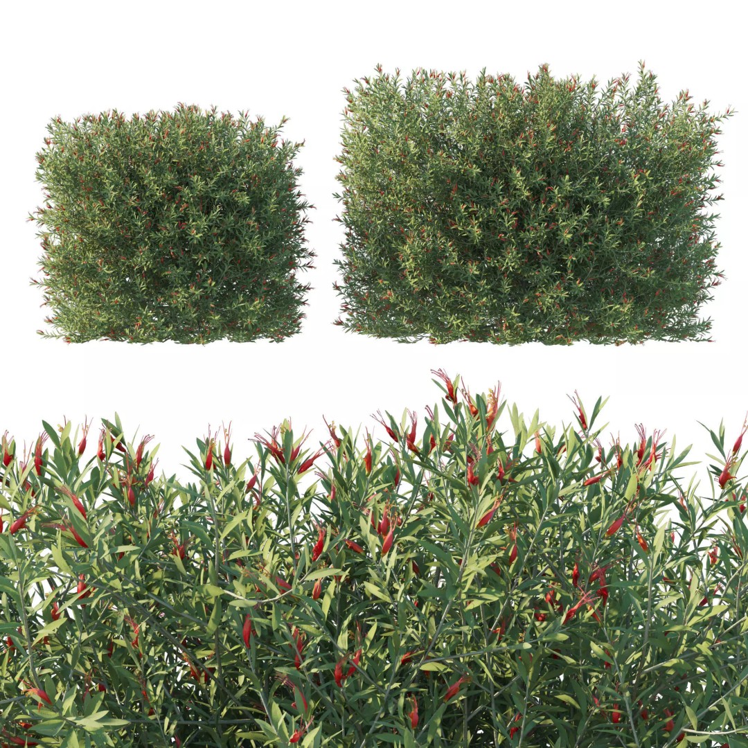 Eremophila Glabra Bush 3D Model – High Poly PBR Asset, FBX - View 2
