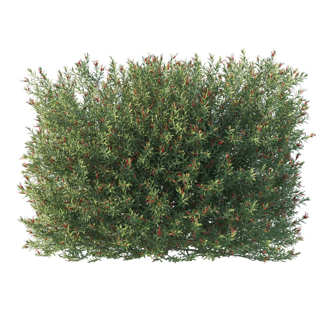 Eremophila Glabra Bush 3D Model – High Poly PBR Asset, FBX - View 3