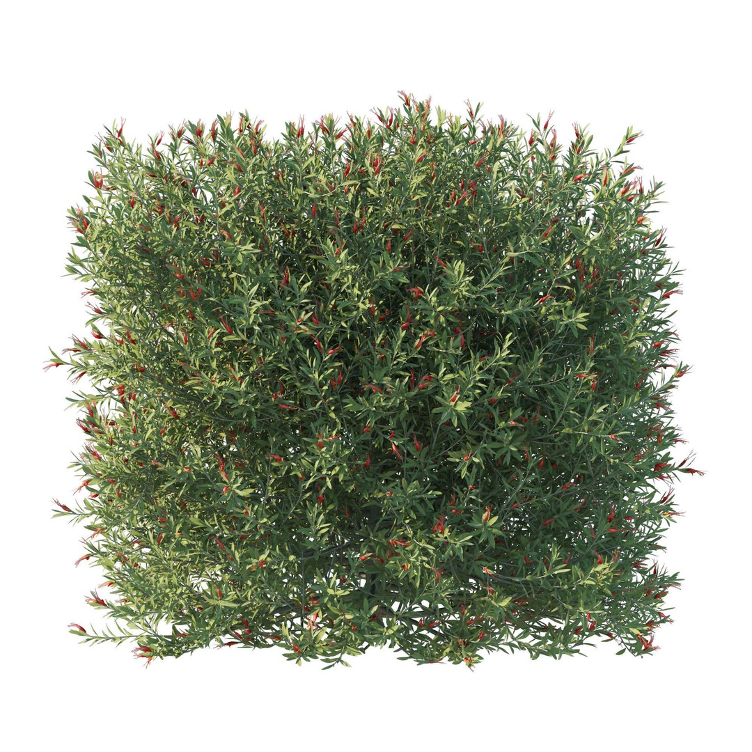 Eremophila Glabra Bush 3D Model – High Poly PBR Asset, FBX - View 4