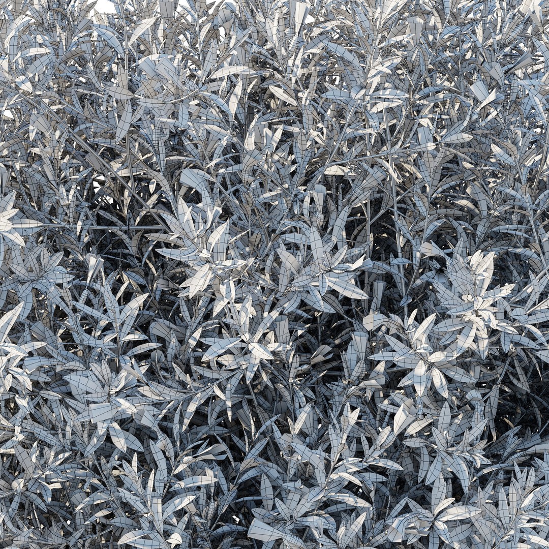 Eremophila Glabra Bush 3D Model – High Poly PBR Asset, FBX - View 5