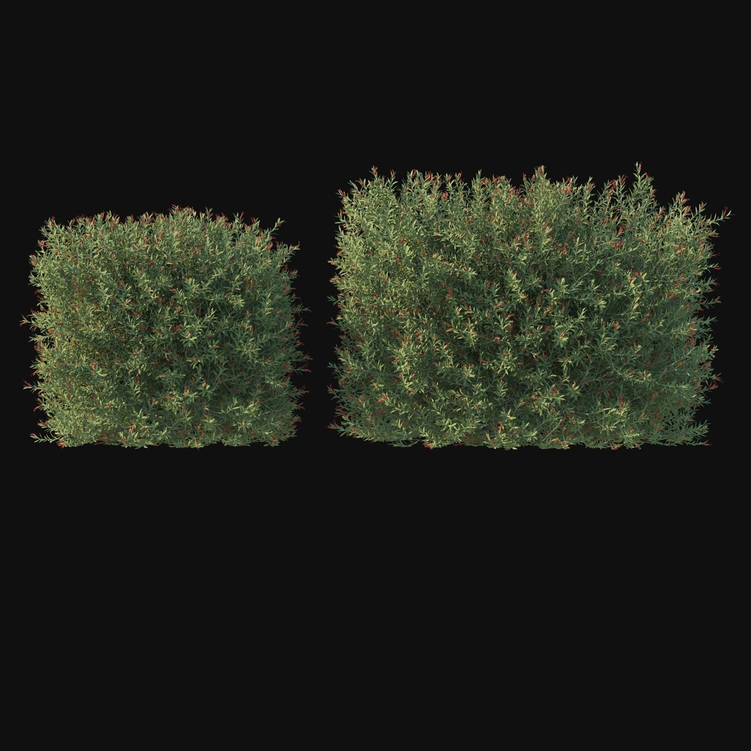 Eremophila Glabra Bush 3D Model – High Poly PBR Asset, FBX - View 6