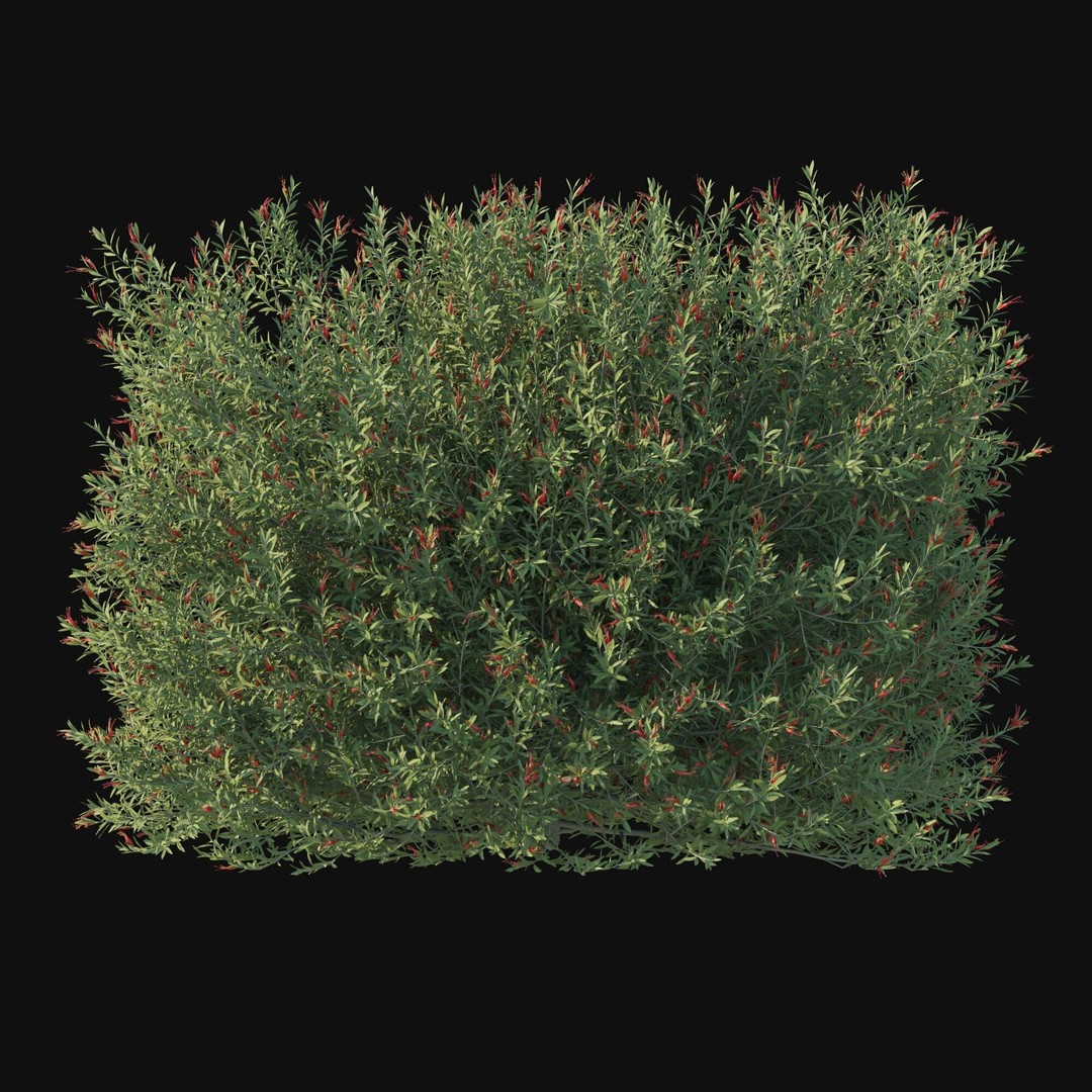 Eremophila Glabra Bush 3D Model – High Poly PBR Asset, FBX - View 7