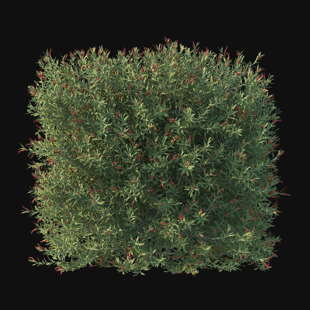 Eremophila Glabra Bush 3D Model – High Poly PBR Asset, FBX - View 8