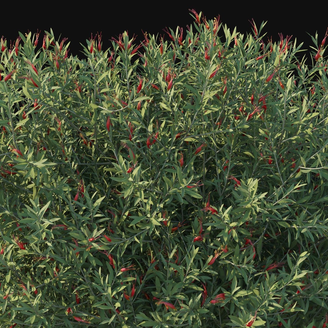 Eremophila Glabra Bush 3D Model – High Poly PBR Asset, FBX - View 9