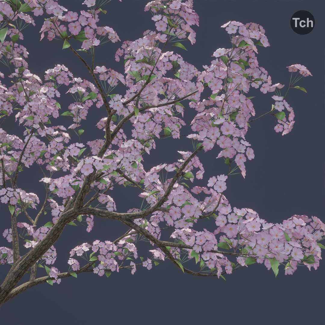Spring Tree 3D Model – Detailed Blossom Asset with PBR Textures - View 8