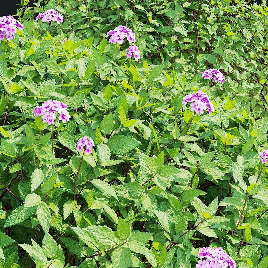 Spiraea japonica 3D Model – Trimmed Bush with Textures, FBX, OBJ
