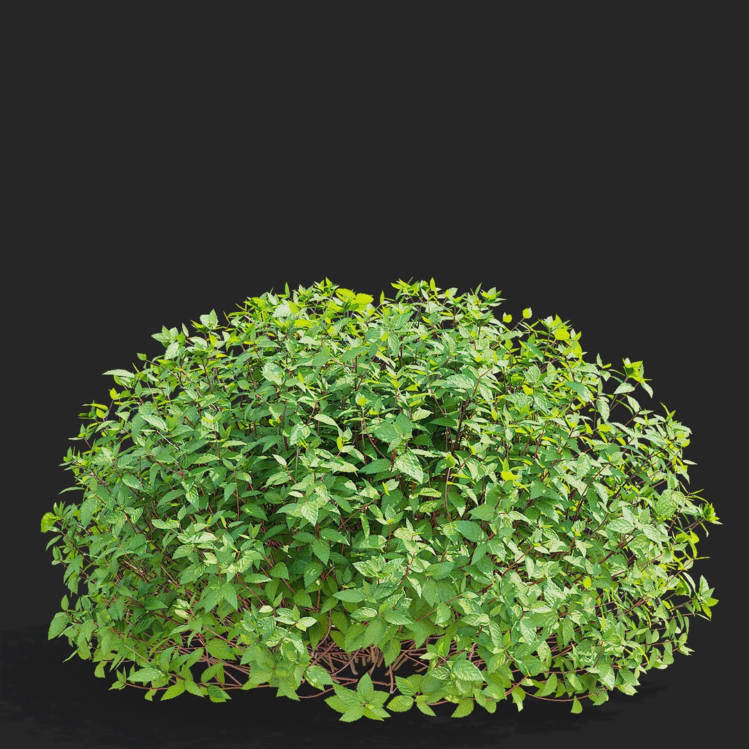 Spiraea japonica 3D Model – Trimmed Bush with Textures, FBX, OBJ - View 10