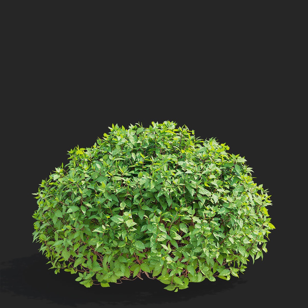 Spiraea japonica 3D Model – Trimmed Bush with Textures, FBX, OBJ - View 11