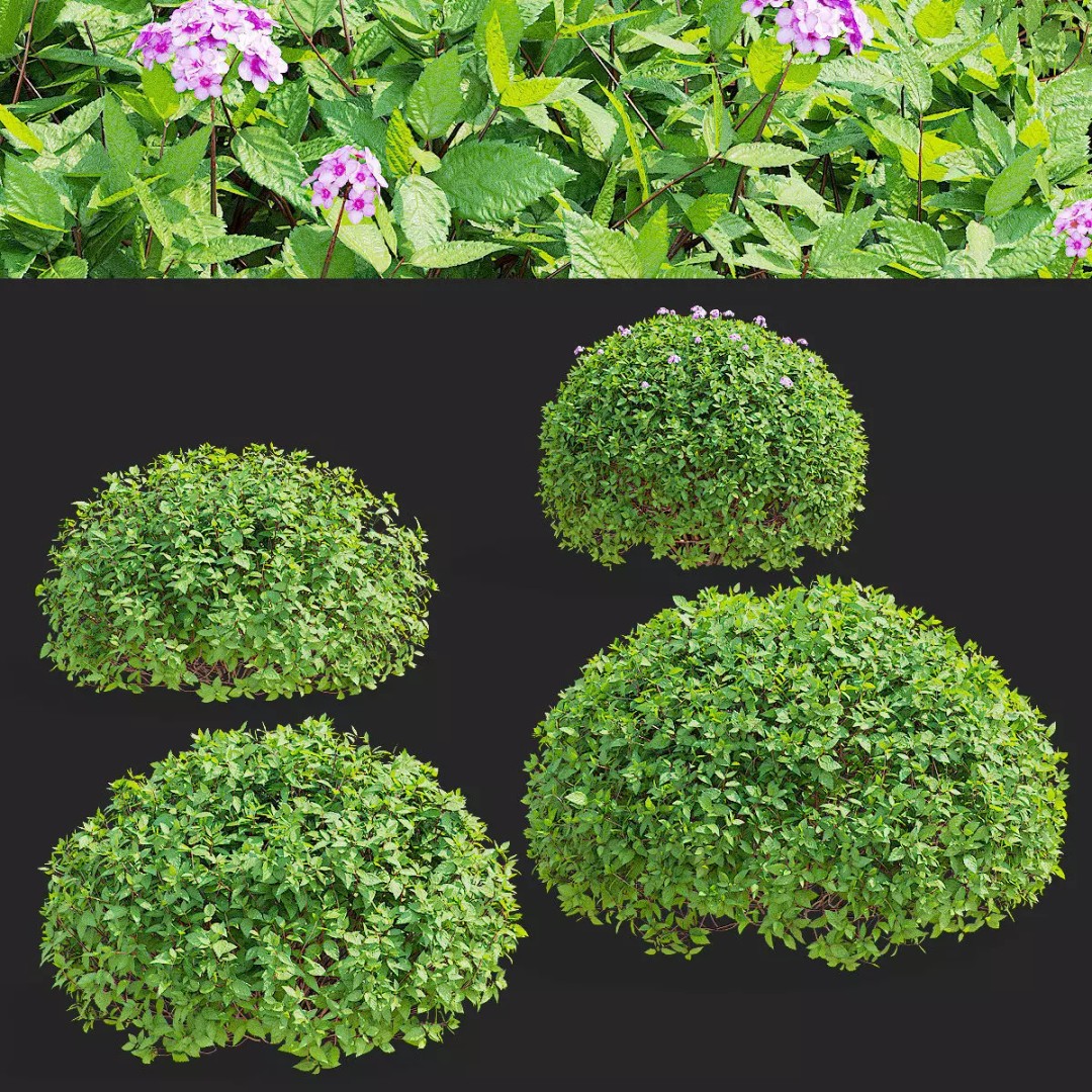 Spiraea japonica 3D Model – Trimmed Bush with Textures, FBX, OBJ - View 2