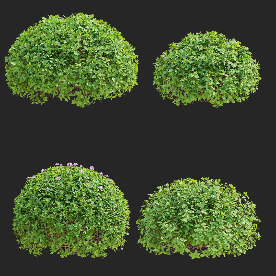 Spiraea japonica 3D Model – Trimmed Bush with Textures, FBX, OBJ - View 3