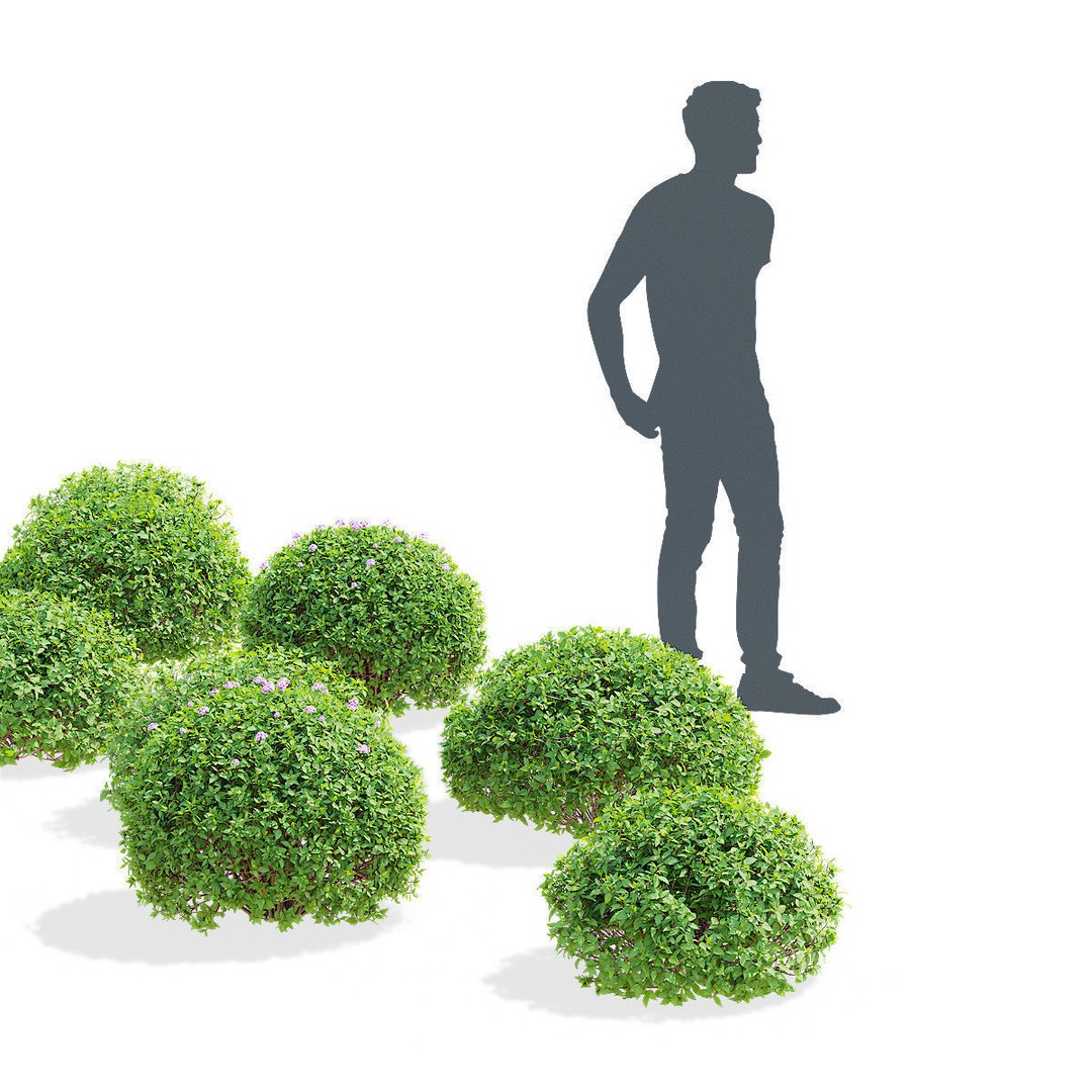 Spiraea japonica 3D Model – Trimmed Bush with Textures, FBX, OBJ - View 4