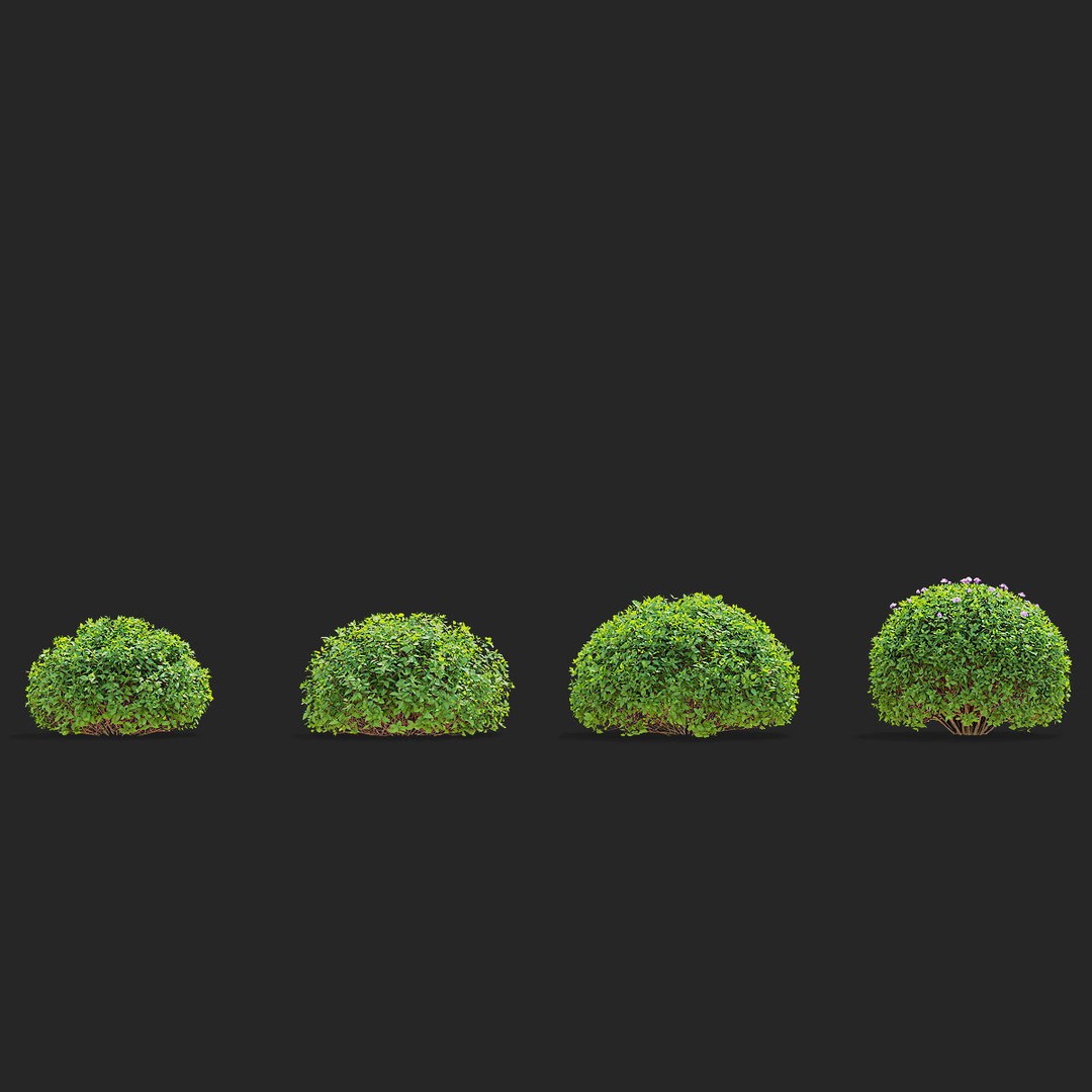 Spiraea japonica 3D Model – Trimmed Bush with Textures, FBX, OBJ - View 5