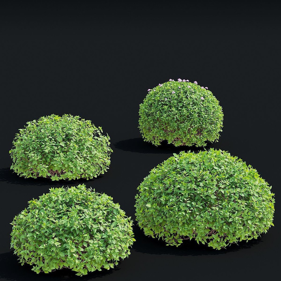 Spiraea japonica 3D Model – Trimmed Bush with Textures, FBX, OBJ - View 6