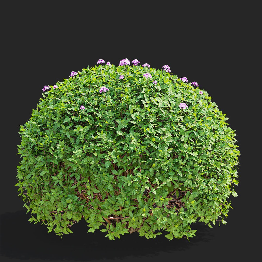 Spiraea japonica 3D Model – Trimmed Bush with Textures, FBX, OBJ - View 7